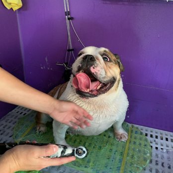 Leos Mobile Pet Grooming - Pet Groomers Near Me Leos Mobile Pet Grooming - Pet Groomers Near Me