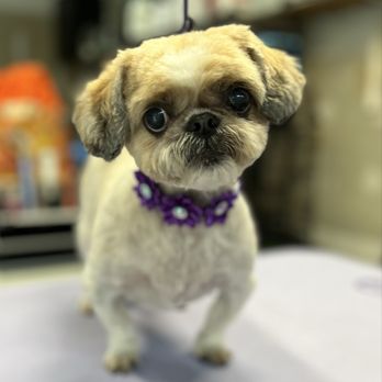Celeste’s Spaw - Pet Groomers Near Me - Partlow, Virginia Celeste’s Spaw - Pet Groomers Near Me - Partlow, Virginia