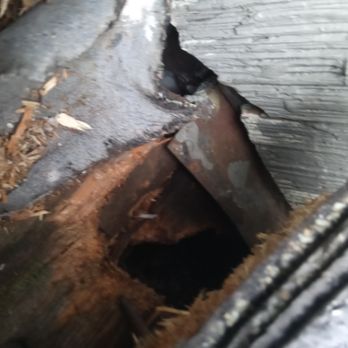 Specialty Rodent - Pest Control Near Me Specialty Rodent - Pest Control Near Me
