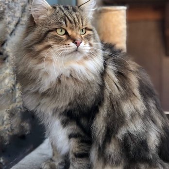 Forest Star Siberians - Pet Breeders Near Me