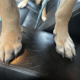 Swollen paws.... Swollen paws....