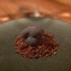 Atera gift card