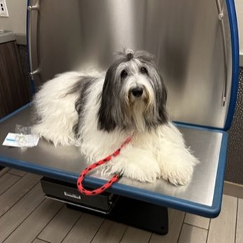 Enterprise Animal Hospital - Kizmet prefers being on a table as a retired show girl! - Veterinarians Near Me - Enterprise, Nevada Enterprise Animal Hospital - Kizmet prefers being on a table as a retired show girl! - Veterinarians Near Me - Enterprise, Nevada