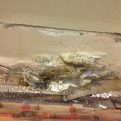 Cambria Property Management - Mold they let sit in my basement because they didn't properly remove the water after a flood and let it sit for two weeks.