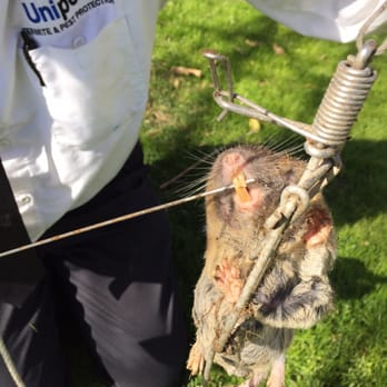 Unipest - 01/13/16. Thanks Cordon!!! - Pest Control Near Me - Newhall, California Unipest - 01/13/16. Thanks Cordon!!! - Pest Control Near Me - Newhall, California
