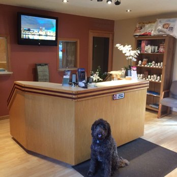 Back In Shape Chiropractic - This is Luna, Dr. Segal's awesome Labradoodle who sometimes comes to visit the office. - Chiropractors Near Me - Milwaukie, Oregon Back In Shape Chiropractic - This is Luna, Dr. Segal's awesome Labradoodle who sometimes comes to visit the office. - Chiropractors Near Me - Milwaukie, Oregon