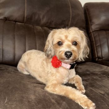 TJ's Mobile Grooming - Maltipoo grooming - Pet Groomers Near Me - Oceanside, California