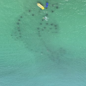 Timberview Destin Helicopters - Dolphin reef - Aerial Tours Near Me - Destin, Florida