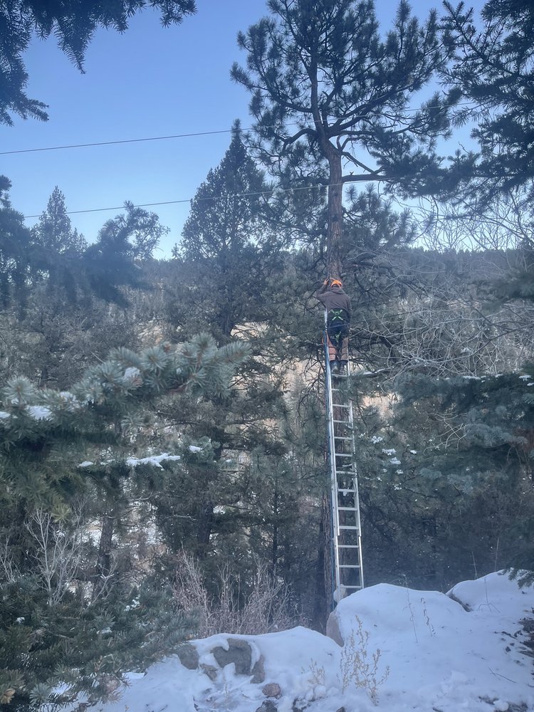 AAA Emergency Tree Service