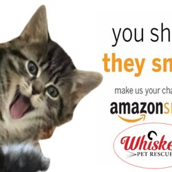 Whiskers Pet Rescue
