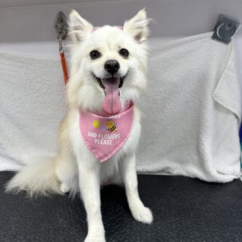 Sandy Dogs - Pet Groomers Near Me Sandy Dogs - Pet Groomers Near Me