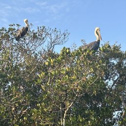 Pelicans seen during the tour Pelicans seen during the tour