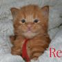 Photo of My Little Buddy Maine Coons