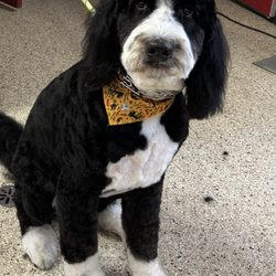 Diane's Pet Styling