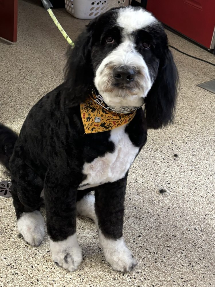 Diane's Pet Styling Image