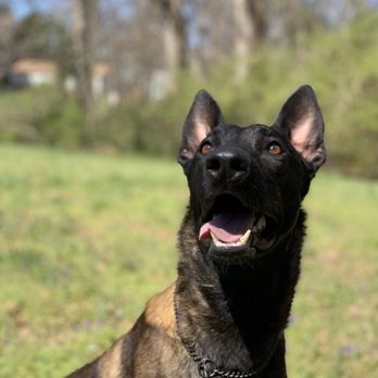T-Town K9's - Baren - Pet Training Near Me T-Town K9's - Baren - Pet Training Near Me