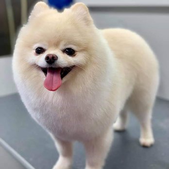 Fetch Grooming & Boarding - Fetch!! Grooming & Boarding - Pet Groomers Near Me - Lewisville, Texas Fetch Grooming & Boarding - Fetch!! Grooming & Boarding - Pet Groomers Near Me - Lewisville, Texas