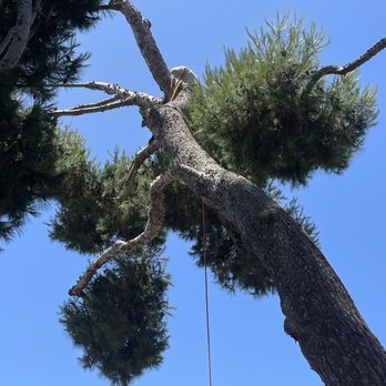 Jorge Salinas Tree Service - Jorge's co-worker to the rescue. - Tree Services Near Me - Ventura, California