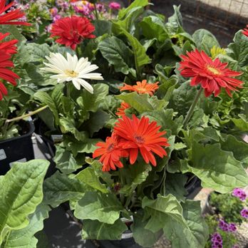 Roger's Gardens - Nurseries & Gardening Near Me - Corona Del Mar, California