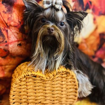 Bows Bones & Scissors Pet Grooming - Pet Groomers Near Me Bows Bones & Scissors Pet Grooming - Pet Groomers Near Me