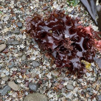 Glass Beach - Beaches Near Me Glass Beach - Beaches Near Me