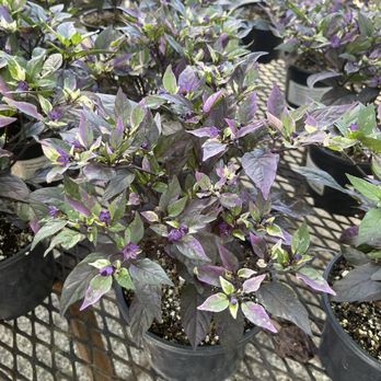 HIGH HAND NURSERY - Updated February 2026 - 709 Photos & 209 Reviews