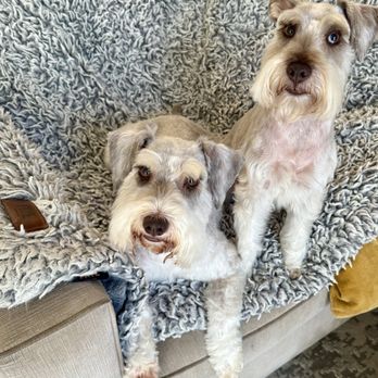 Salty Dogs Pet Styling - Pet Groomers Near Me - San Clemente, California