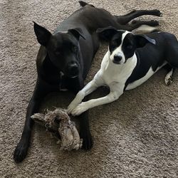 Hounds Town