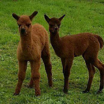 Northern Solstice Alpaca Farm - Who could resist these sweeties? - Attraction Farms Near Me - Unity, Maine