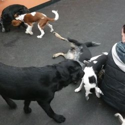 Nanaimo Pet Services