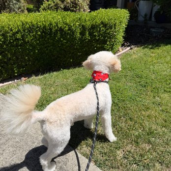 Pet Spa Luxe - Pet Groomers Near Me - El Sobrante , California Pet Spa Luxe - Pet Groomers Near Me - El Sobrante , California