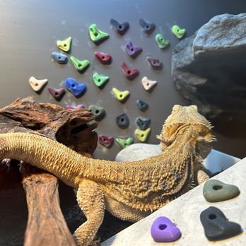 Magnum Exotics Reptile Rescue - Animal Shelters Near Me Magnum Exotics Reptile Rescue - Animal Shelters Near Me