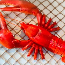 The Mighty Crab gift card