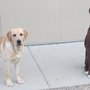 Pampered Pets Resort and Spa