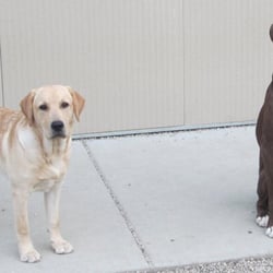Pampered Pets Resort and Spa - Play group