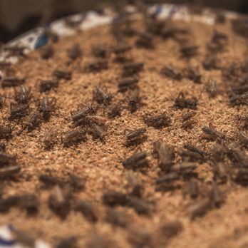 Carolina Crickets - live crickets for fishing - Reptile Shops Near Me - Dunn, North Carolina Carolina Crickets - live crickets for fishing - Reptile Shops Near Me - Dunn, North Carolina
