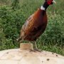 MacFarlane Pheasants