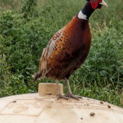 MacFarlane Pheasants