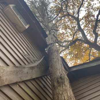 Midwest Tree Experts - Tree Services Near Me Midwest Tree Experts - Tree Services Near Me