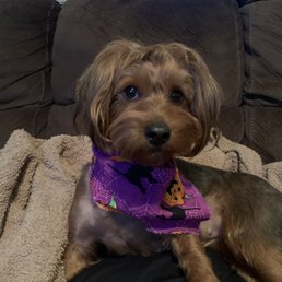 Yorkie poo