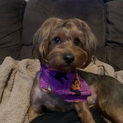 The Paw Spa - Yorkie poo