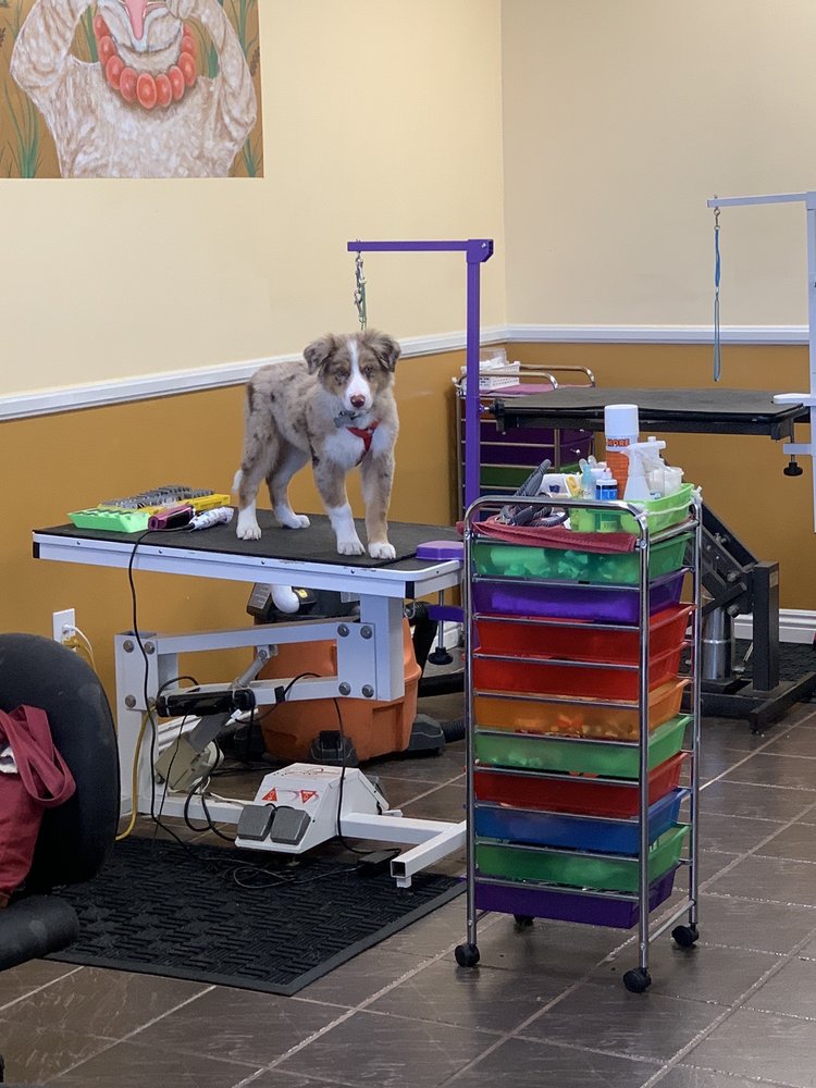 LA MIRADA GROOMING SHOP Updated June 2024 26 Photos & 35 Reviews