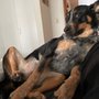 Photo of Carol's Critters Pet Sitting