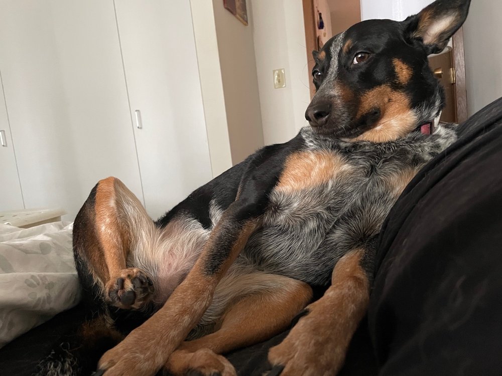 Carol's Critters Pet Sitting - pet boarding facility in Minneapolis, MN