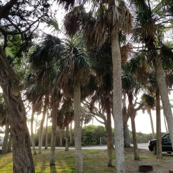 Edisto Beach State Park - Trees are just lovely. - Parks Near Me - Edisto Island, South Carolina Edisto Beach State Park - Trees are just lovely. - Parks Near Me - Edisto Island, South Carolina