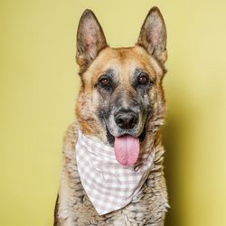 Golden Years Dog Sanctuary