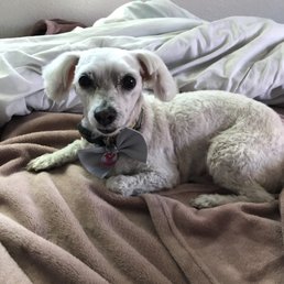 Perfectly groomed Henry. Perfectly groomed Henry.