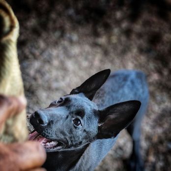 iWildWolves Photography - Puppy Malinois learning bitework for personal protection! - Pet Photography Near Me iWildWolves Photography - Puppy Malinois learning bitework for personal protection! - Pet Photography Near Me