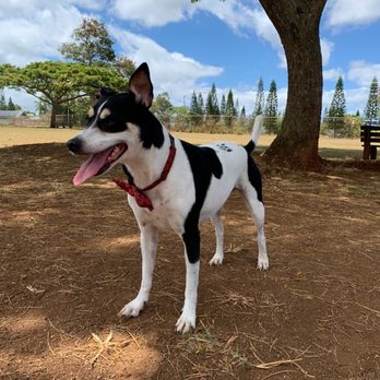 Mililani Dog Park - Feeling cute might delete later lol - Dog Parks Near Me - Mililani, Hawaii