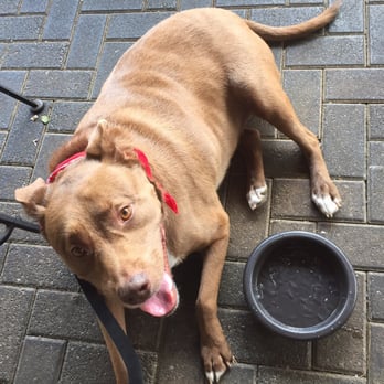 Paxton's Grill - Dogs are welcome on the patio and served ice water bowls! - Breakfast & Brunch Near Me - Loveland, Ohio